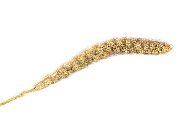 Dried siberian millet twig isolated on a white background.