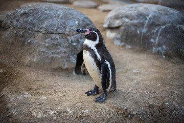 ペンギン