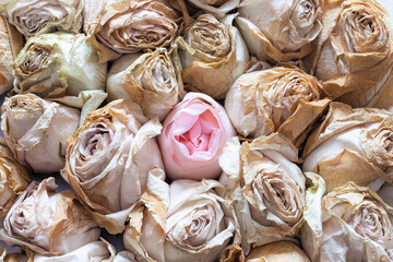 One fresh pink rose bud among many dried flowers close up