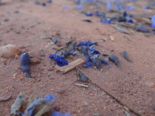 blue flowers on the sand