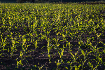 Corn plantation at the beginning of development in the interior of Brazil