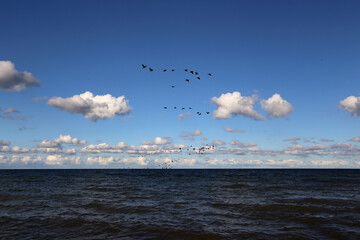 Fototapeta na wymiar Blick auf die Ostsee bei Blauen Himmel und Zugvögel im Herbst