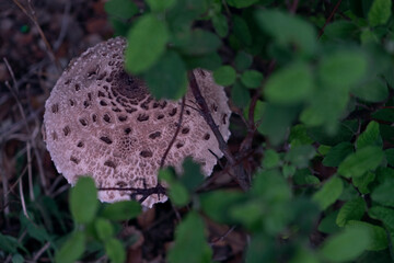 Parasol mushroom in the forest