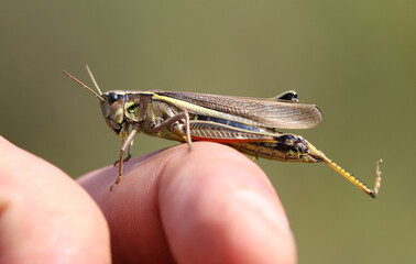 Sumpfschrecke - Large marsh grasshopper