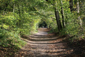 Ein grader Wander Weg im Wald