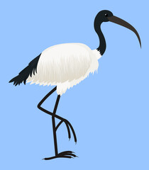 Cartoon vector icon of ibis isolated on blue. Sacred bird of Egypt, with long legs and narrow beak. Tropical African fauna