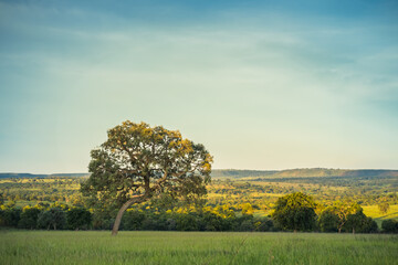 Fototapeta na wymiar Farm landscape with green pasture, trees, blue sky, interior nature of Brazil, Minas Gerais - high resolution - Honoropolis, Campina Verde