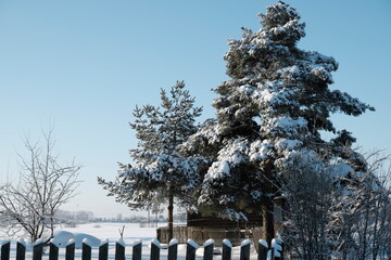 Beautiful nature of the North, natural landscape with large trees in frosty winter