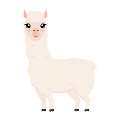 cute alpaca exotic animal character vector illustration design