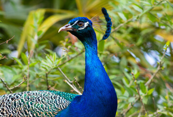 Fototapeta premium Pavo real 