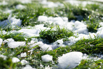 gently green grass makes its way through the snow blanket
