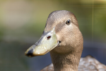 Close up portrait of a duck mallard Indian runner duck mixed breed