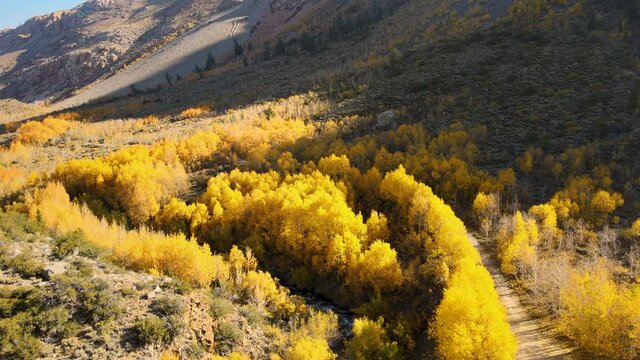 Cinematic aerial shot of colorful fall foliage at Bishop Creek in Eastern Sierra in California at 60fps