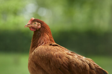 Young brown chicken against bokeh background