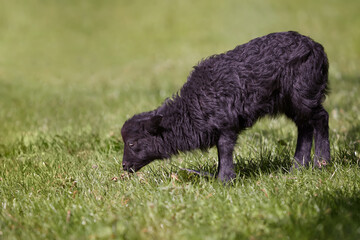 Young black ouessant sheep grazing in grass