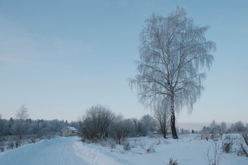 Fototapeta na wymiar Beautiful nature of the North, natural landscape with large trees in frosty winter