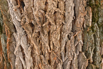 Cracked tree bark in light color. With deep grooves. Moss coating. Wood texture, closeup.