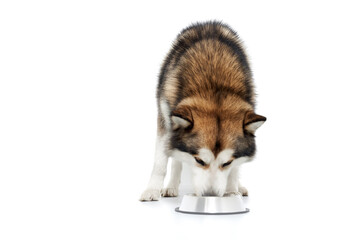Brown husky eating from a metal plate. © serhiibobyk