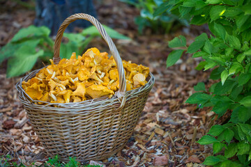 Mushrooms in the basket. Raw Wild Mushrooms chantellere. Composition with wild mushrooms