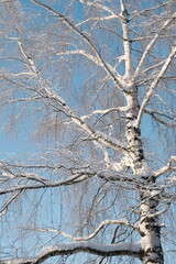 Beautiful nature of the North, natural landscape with large trees in frosty winter