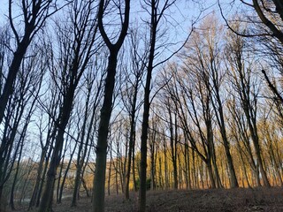 sunset in the forest