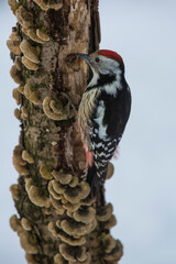 Middle spotted woodpecker (Leiopicus medius)