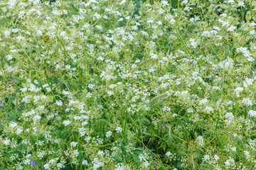 Achillea millefolium or common yarrow. Wild flowers in the meadow.