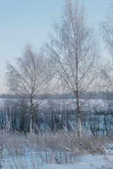 Beautiful nature of the North, natural landscape with large trees in frosty winter