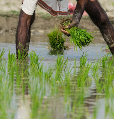 Farmer planting small green corp plants on a muddy field for agriculture
