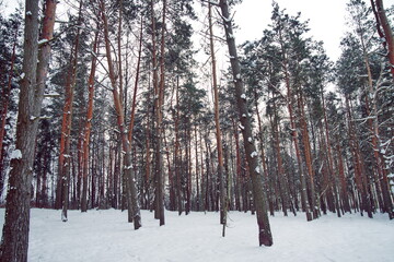 winter forest in the morning snow covered pine forest