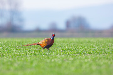The beautiful colored male Pheasant (Phasianus colchicus)