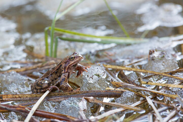 Rana temporaria - European common frog