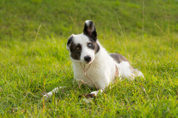 photograph of a border collie with an attentive expression