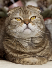 Portrait of a proud cat. Sly tabby cat.