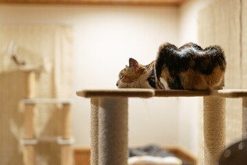 三毛猫