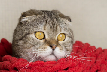 Portrait of a cat in a red shvrf.