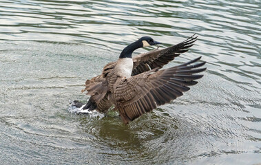 Kanadagans beim Putzen des Gefieders