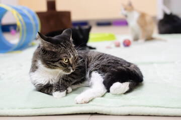 a young kitten lies on a mat on the floor among other cats and toys in a veterinary shelter
