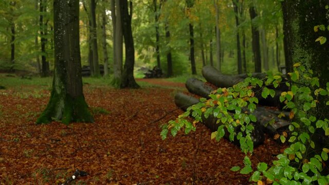 It rains in the green deciduous forest. After the drought in summer, the forest can recover by heavy rain in autumn. The very green leaves fall down. Original sound. Camera remains static.