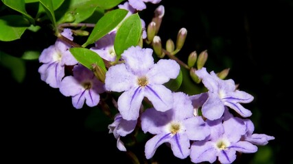 Bouquet of small lilac flowers