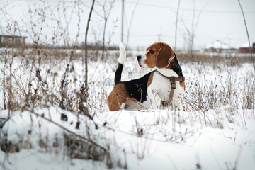 Beagle dog with a collar, in the winter in the snow, looks into the distance. Walk the dog. Hunting with dogs