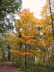 Autumn Trees in the Forest: Beautifully fall colored trees along a leaf covered hiking trail in the woods on a nice fall day