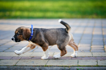 Little dog walking on sidewalk.