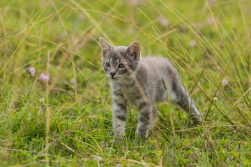Naklejka na ściany i meble Gray kitten walking in the grass