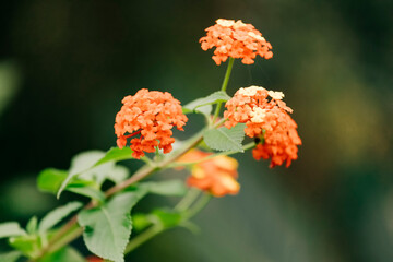 Orange wildflowers in bloom