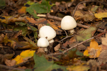 mushrooms in the forest