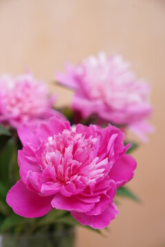 Bouquet of fresh pink peonies on a beige background with copy space. High quality photo
