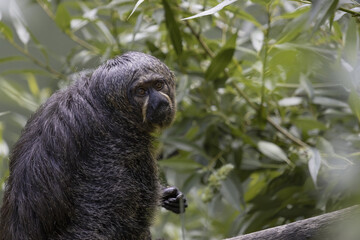 Portret of a guianan saki  in the background of a leaf bush. Beautiful rare shy primate from South American tropical forests, Brazil.(Pithecia pithecia)