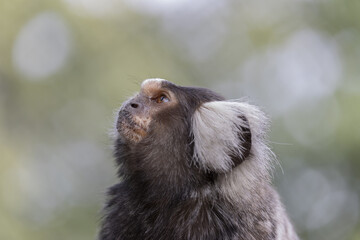 The common marmoset is a New World monkey. (Callithrix jacchus) Portrait  of profile isolated on blurred background.