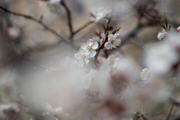 Nice white apricot spring flowers branch macro photography nature awakening